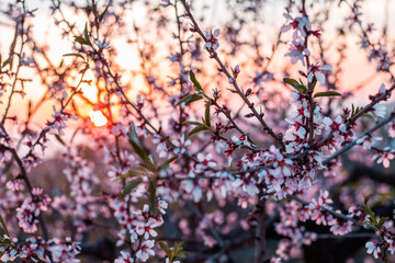 Almond tree with flowers.