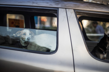 Dog inside Car in Goa India