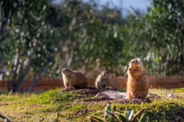 Three cute prairie dogs on a sunny summer day in Attica zoological park. One eating a carrot