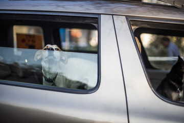 Dog inside Car in Goa India