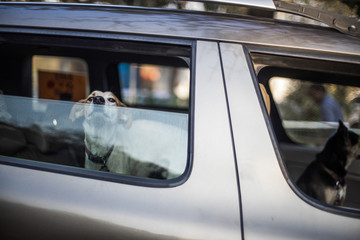 Dog inside Car in Goa India