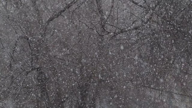 snow blows outside the window against the background of trees in winter