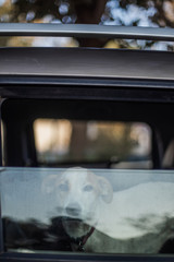 Dog Inside Car in India