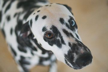 lindo dalmata de olhos coloridos heterocromia em cachorro