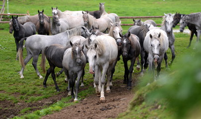 Obraz premium Schimmelherde. Lipizzaner Junghengste auf der Weide