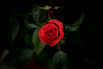 Red rose flower on a black background