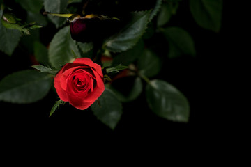 Red rose flower on a black background