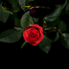 Red rose flower on a black background
