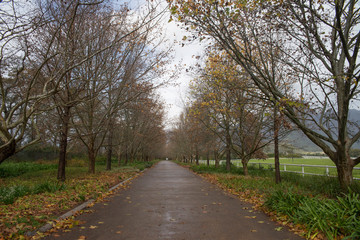 Fototapeta na wymiar pathway between row of trees in autumn