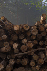Logs stacked and cut in a forest