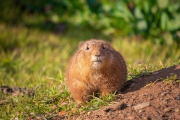 One cute prairie dog looking at the camera on a sunny summer day in Attica zoological park