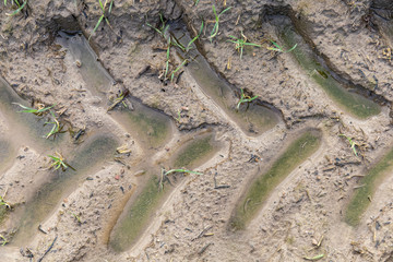tire tread track on mud with water, top view