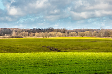 landscape photo of a green wide field under a bright blue sky with clouds