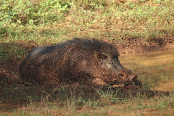 ASG WILD PIG