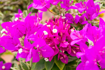 bright pink flowers of a tropical plant