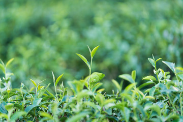 Tea tree and leaflet orchard 