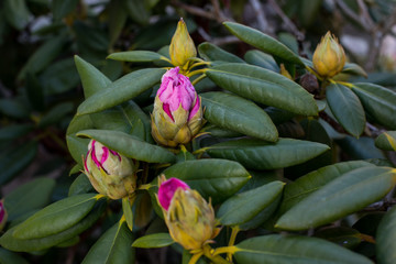 Close up of rhododendron, azalea (Rhododendron L.) type of plants from the heather family...