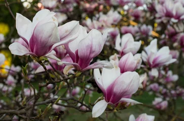 Foto op Canvas pink spring magnolia flowers ( Magnolia virginiana) on a tree branch © Wojciech