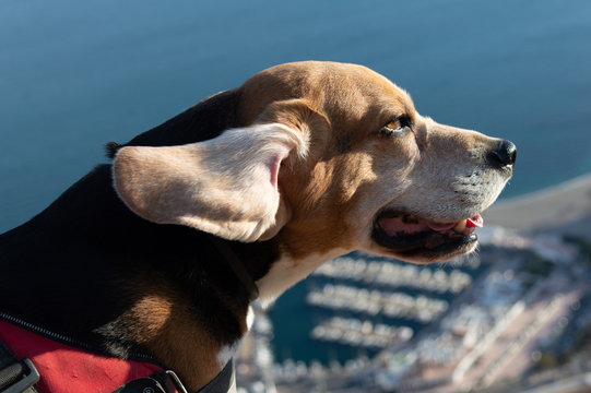 free beagle