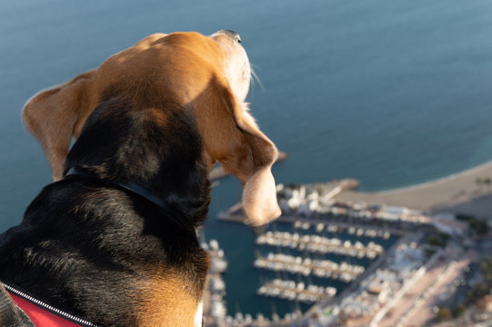 free beagle