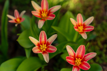 Fototapeta na wymiar Tulip Kaufmanniana in early spring garden. Blossom buds open.