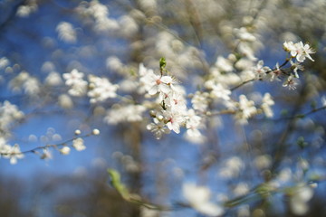 Wide shot of white delicate wild cherry blossom (prunus avium) against blue sky 