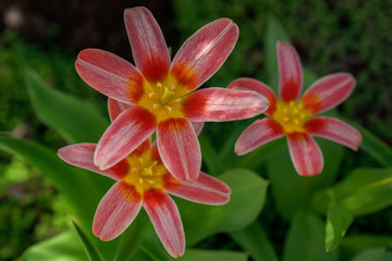Tulip Kaufmanniana in early spring garden. Blossom buds open.