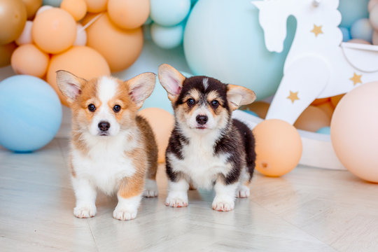 two cute Welsh Corgi Pembroke puppies in a photo Studio