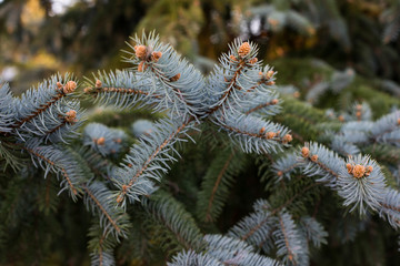 close-up of a branch of coniferous shrub.mountain pine, proper mowing (Pinus mugo Turra) a species of coniferous tree (or shrub) belonging to the pine family (Pinaceae). 