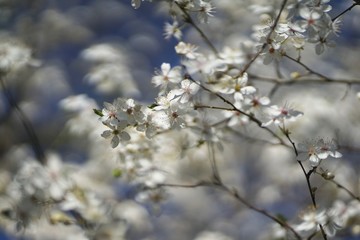 Wide shot of white delicate wild cherry blossom (prunus avium) against blue sky 