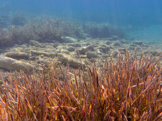 Fototapeta na wymiar UNDERWATER life off the Kastos island coast, Ionian Sea, Greece - seaweeds in summer.