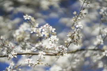 Wide shot of white delicate wild cherry blossom (prunus avium) against blue sky 