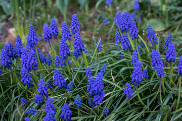 closeup of blooming blue hyacinths  Muscari armeniacum (Muscari Mill.) type of plants from the Asparagus family