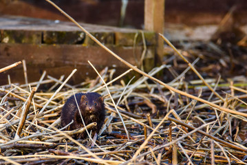 American mink, Neovison vison near lake coast.
