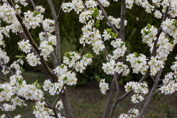 close-up of blossoming apple tree (Malus Mill.) branch with white flowers