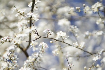 Obraz premium Wide shot of white delicate wild cherry blossom (prunus avium) against blue sky 