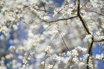 Wide shot of white delicate wild cherry blossom (prunus avium) against blue sky 