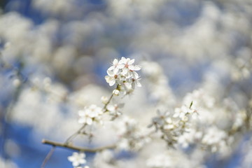 Wide shot of white delicate wild cherry blossom (prunus avium) against blue sky 
