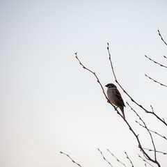 Sparrow sitting on a branch