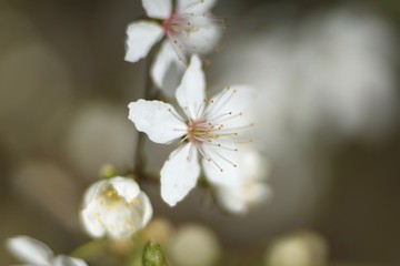 Close up of white delicate wild cherry blossom   