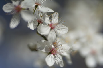 Close up of white delicate wild cherry blossom   