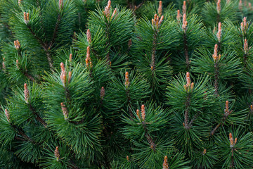 Close-up of a branch of coniferous shrub.mountain pine, proper mowing (Pinus mugo Turra) a species of coniferous tree (or shrub) belonging to the pine family. 