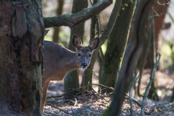 Deer in the field and fog. red deer