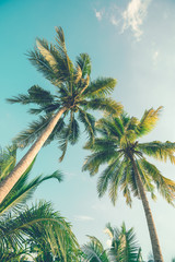 Plakat Coconut tree on blue sky. vintage filter