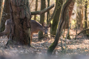 Deer in the field and fog
