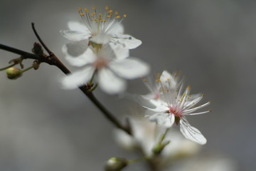 Close up of white delicate wild cherry blossom   
