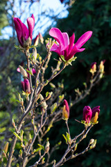 Pink spring magnolia flowers ( Magnolia virginiana) on a tree branch