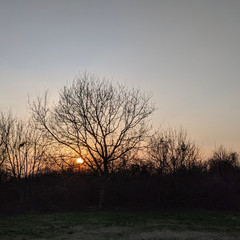 sunset through branches