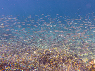 Fototapeta na wymiar UNDERWATER life off the Kastos island coast, Ionian Sea, Greece - crystal clear water, flock of small fishes, rocks, seaweeds in summer.