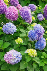 Beautiful multi-colored hydrangea flowers (Hydrangea macrophylla) in the garden on a summer day